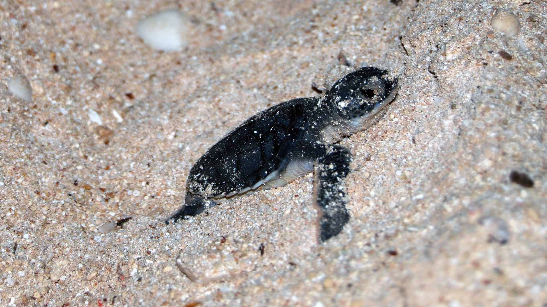 Abu Ali baby turtle