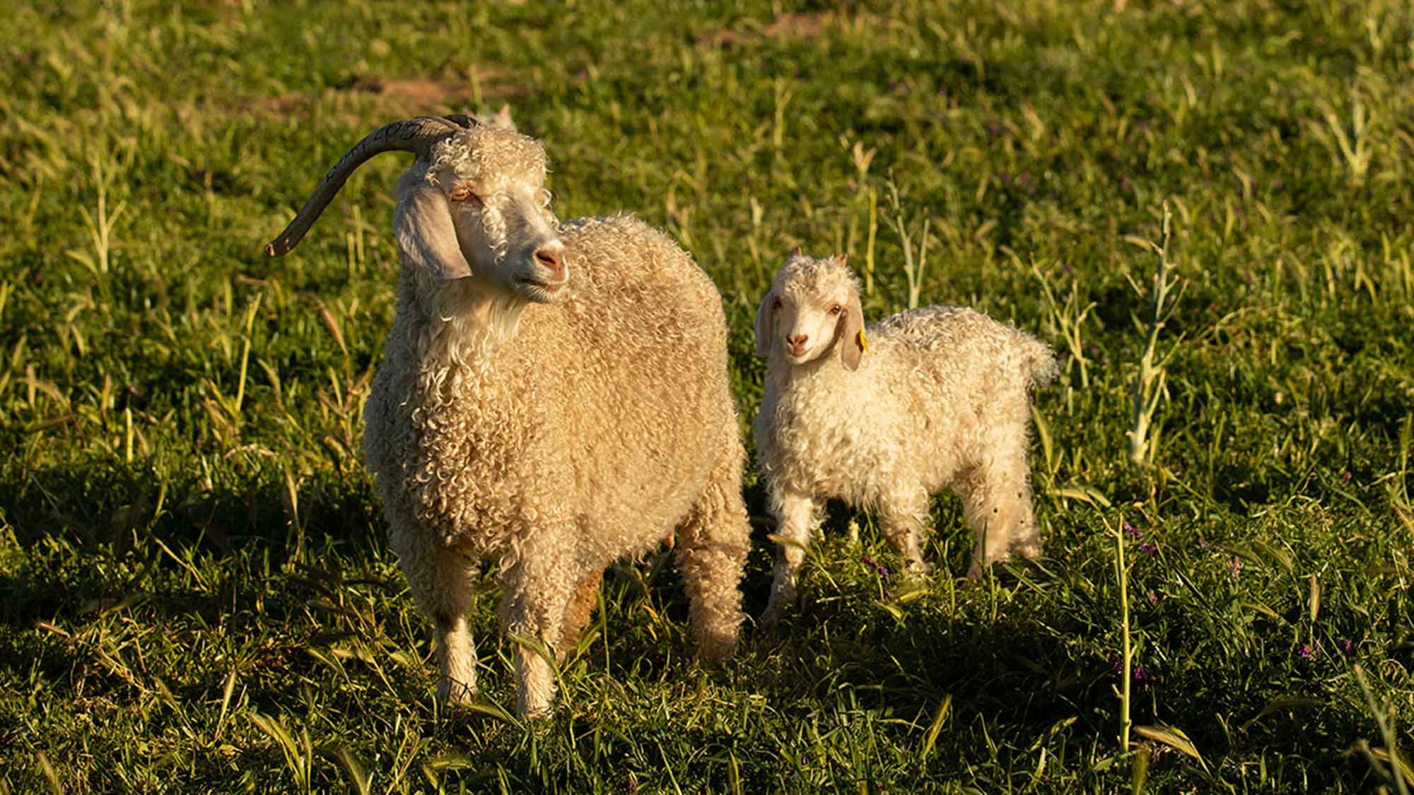 Mohair Fabric sheep
