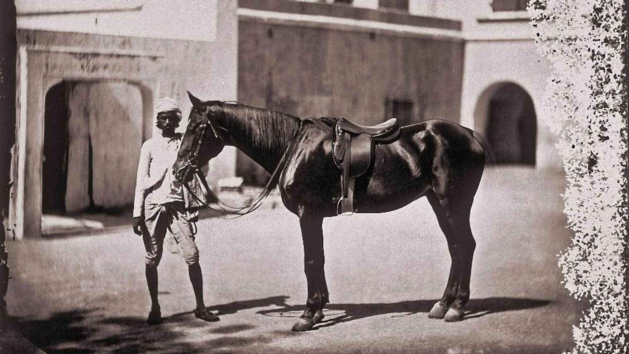 Arabian horses in India mahraja Ram