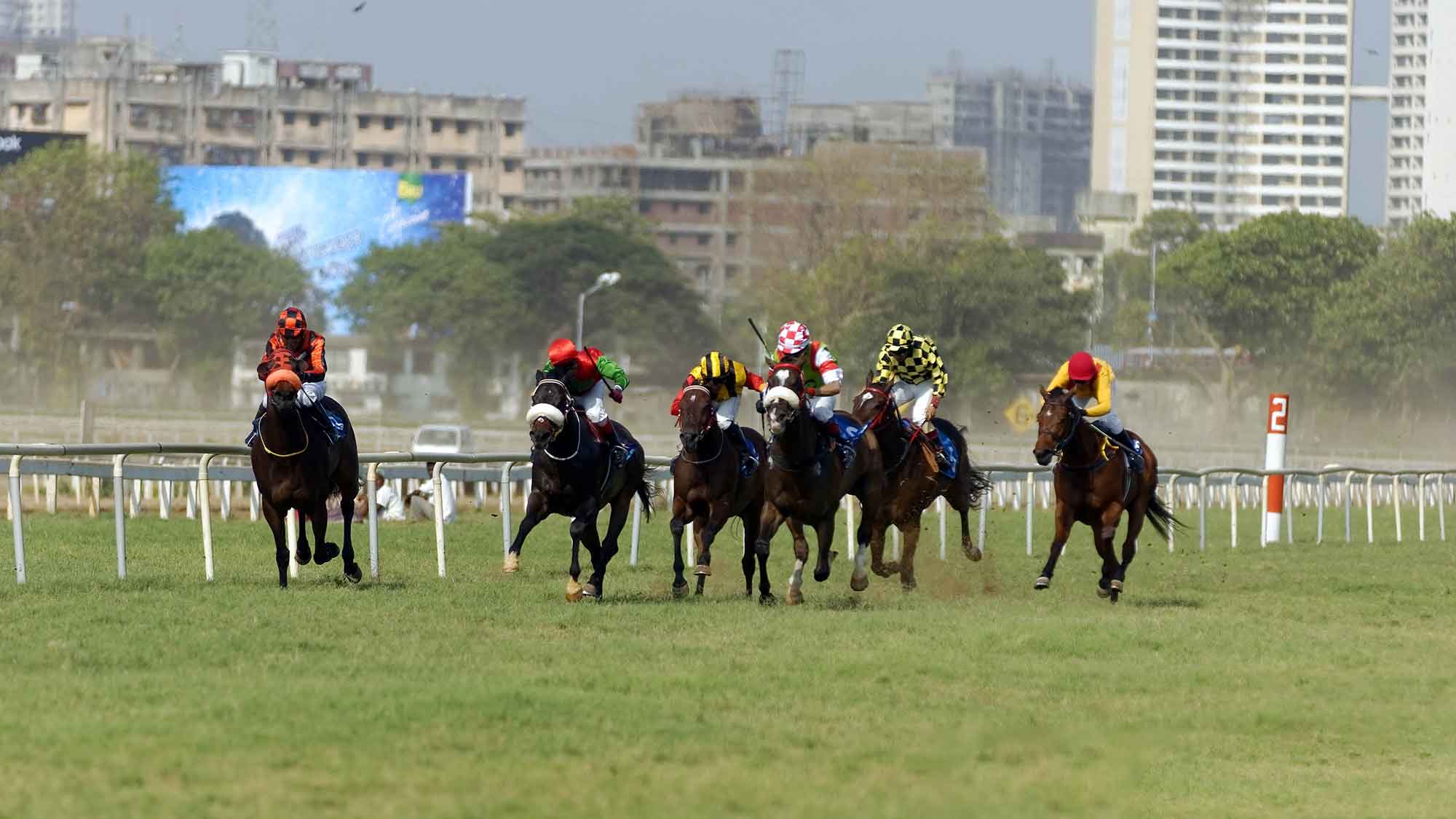 Arabian horses in India Polo