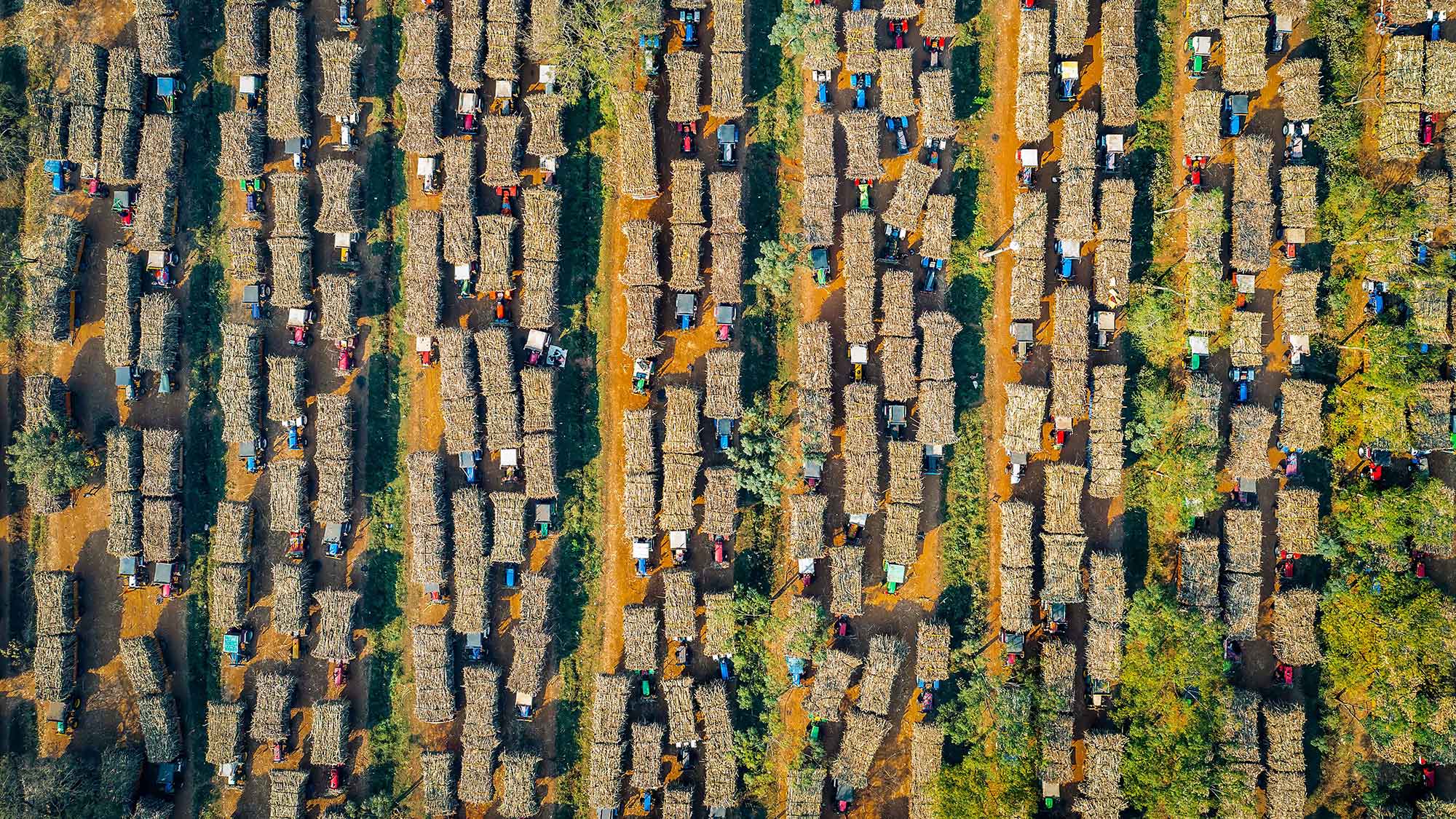 Sugar malaf farms of sugar cane in India