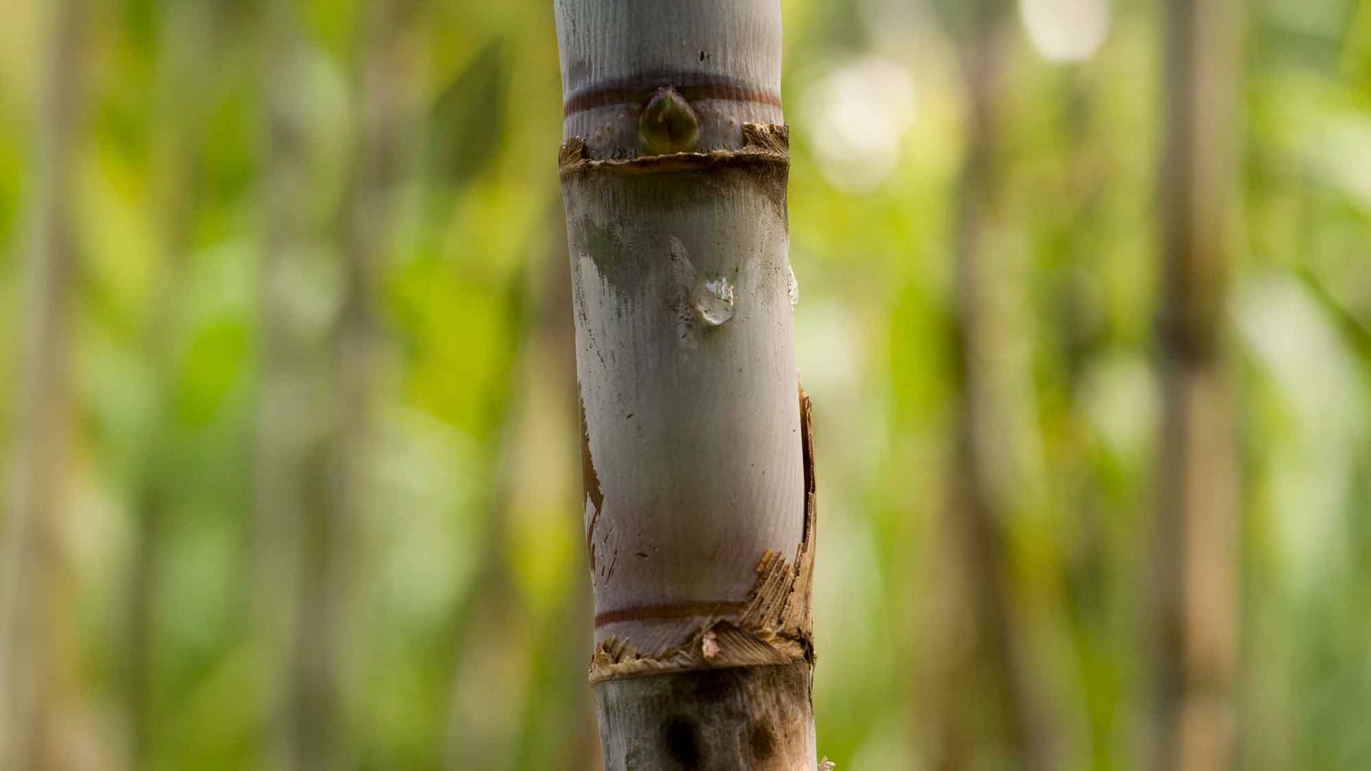 Sugar malaf sugar cane