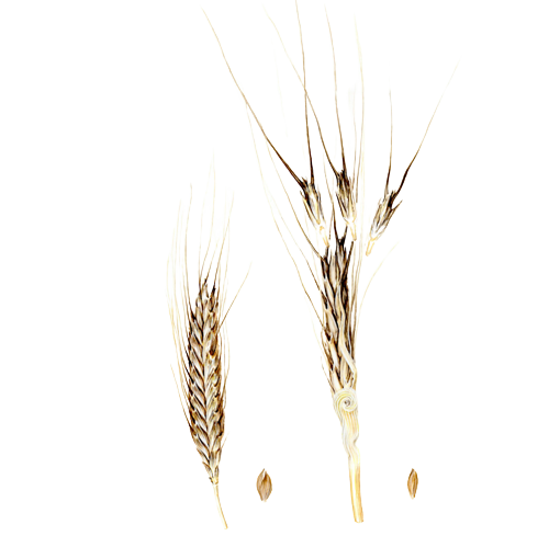 رسم يُظهر سنابل القمح وحيد الحبة، حيث يظهر يمينًا نوعه البري، بينما الآخر هو نوع مهجّن. تصوير: روبين بالسكاندولو. المصدر: مركز الزراعة الصحراوية بجامعة الملك عبدالله للعلوم والتقنية (كاوست).